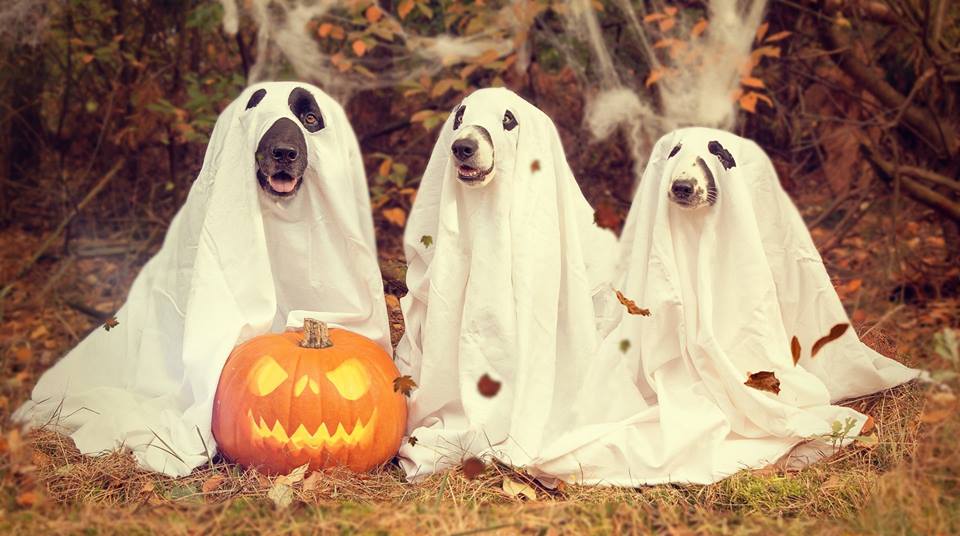 Trzy psy w strojach duchów i dynia halloweenowa