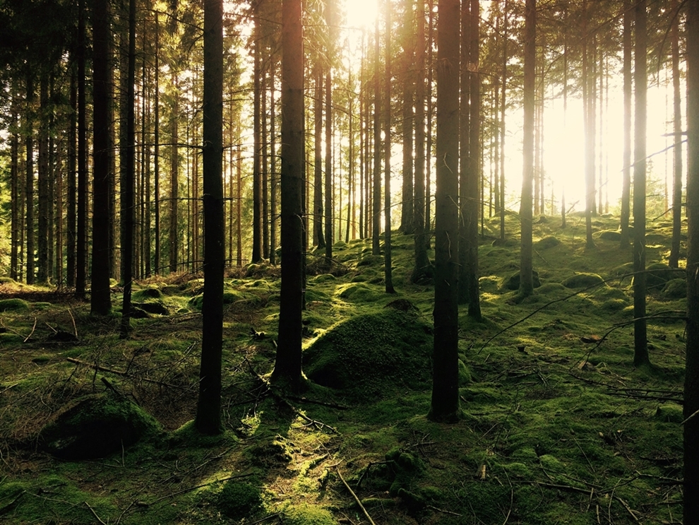 Las iglasty, podłoże porośnięte zielonym mchem, słońce przebijające się pomiędzy drzewami.