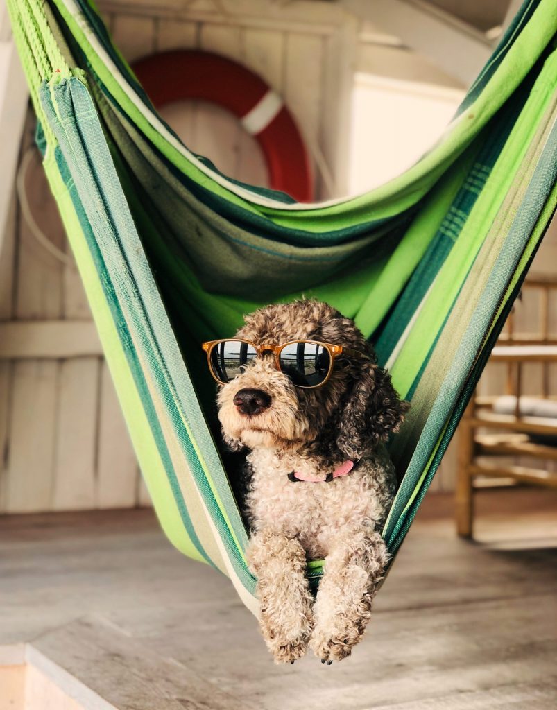 Kudłaty pies w okularach przeciwsłonecznych leżący w pasiastym, zielonym hamaku.