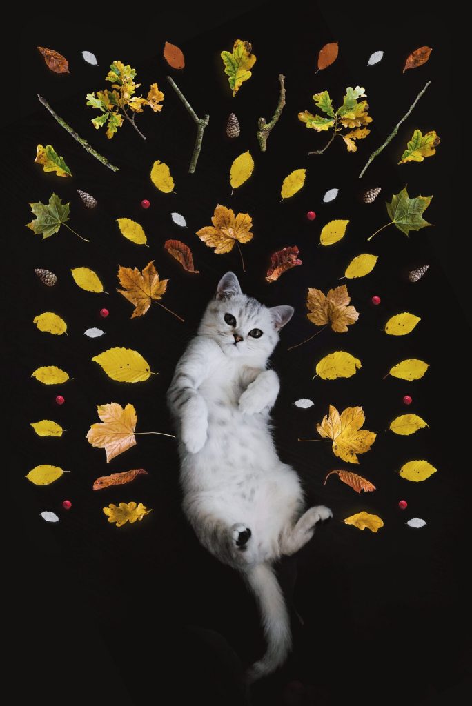 biały kot leżący wśród liści