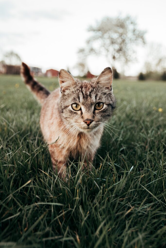 Kot biegający po trawie.