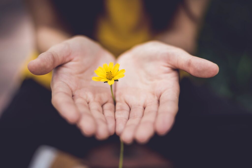 Otwarte dłonie, a między nimi żółty kwiat.