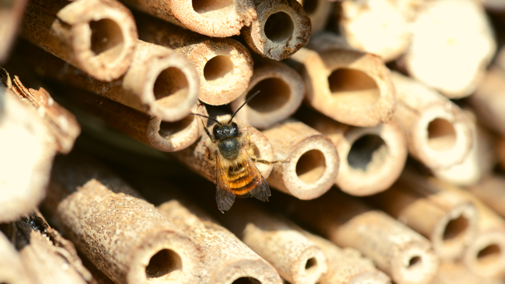 Pszczoła wchodząca do trzcinowej rurki.