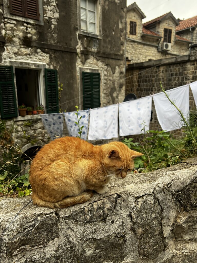 Rudy kot na kamiennym murku na tle rozwieszonego prania wśród kamiennych domków.