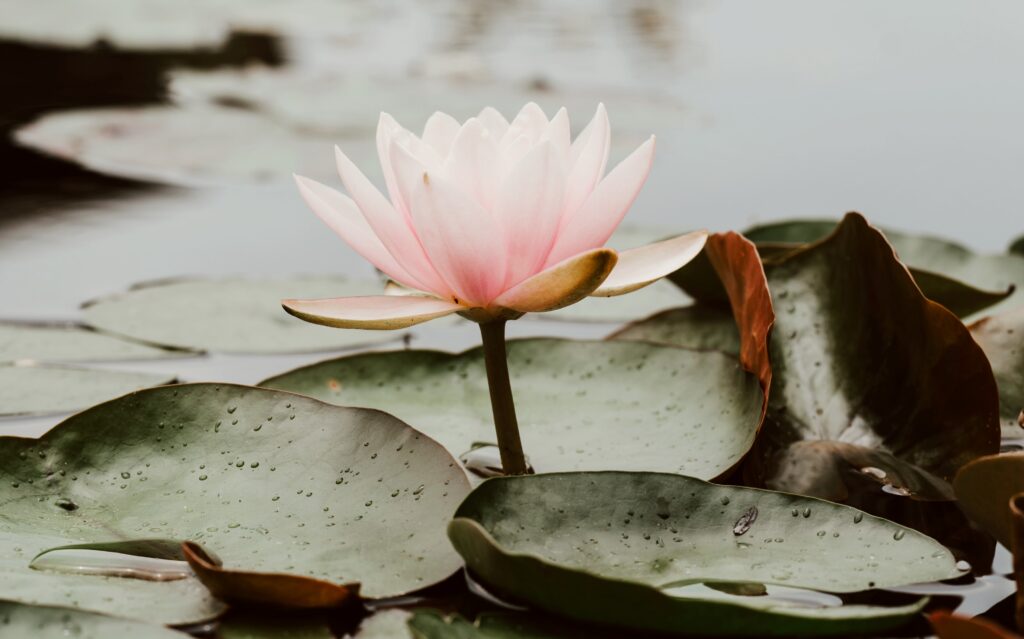 Rozłożony kwiat lotosu na tle wody.
