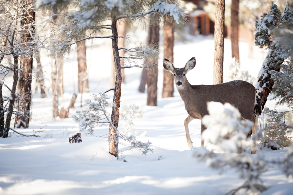 Sarenka w zimowym lesie.